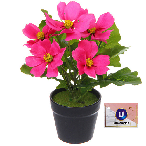 Цветочная композиция "Поцелуй лета" Космея ярко-розовая 20см