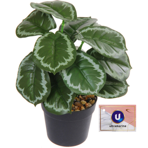 Цветок искусственный в горшке "Сингониум" 22см