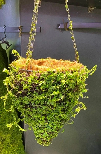 Кашпо для цветов "Сфагнум" с кокосовым волокном, подвесное d=20см конусное, листики